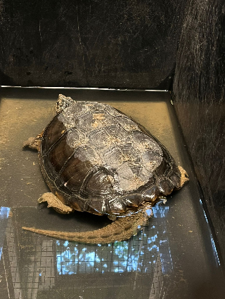 Recuperata una "tartaruga azzannatrice" in un giardino a Gassino Torinese